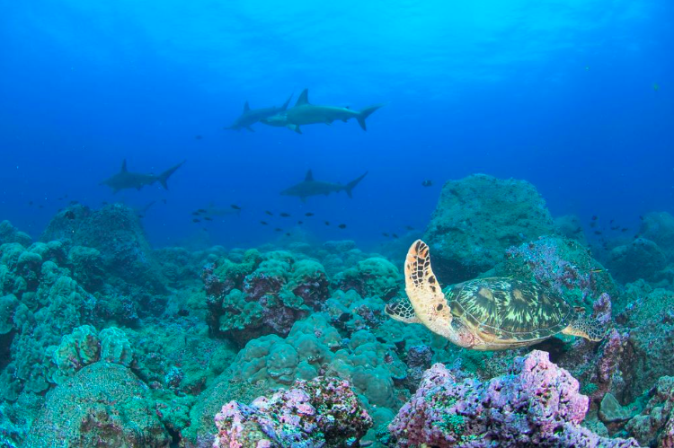 Conservation Efforts In Galapagos Galapagos Sky