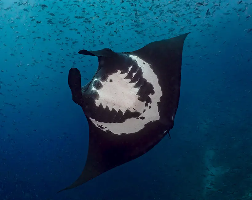 Galapagos Sky travel partners water temperature