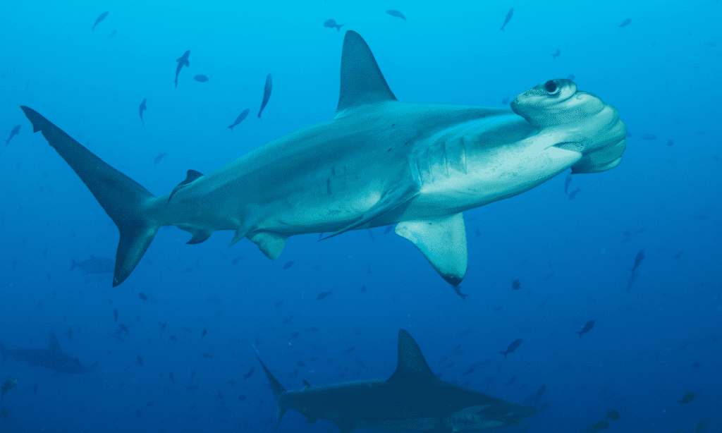 Galapagos Marine Reserve shark protection illegal fishing threats