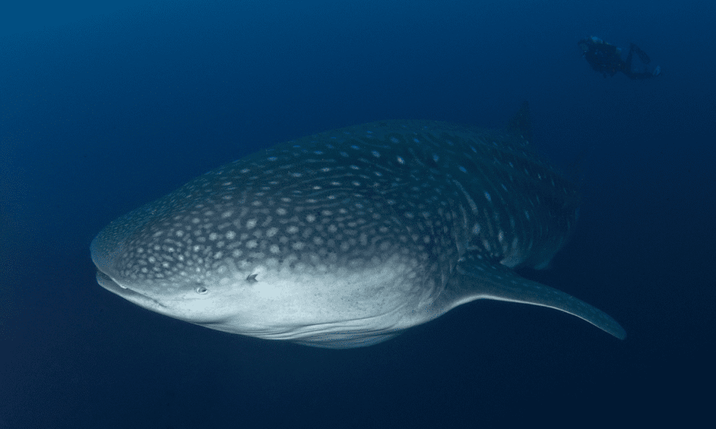 tagging sharks Galapagos migratory routes hammerhead whale shark