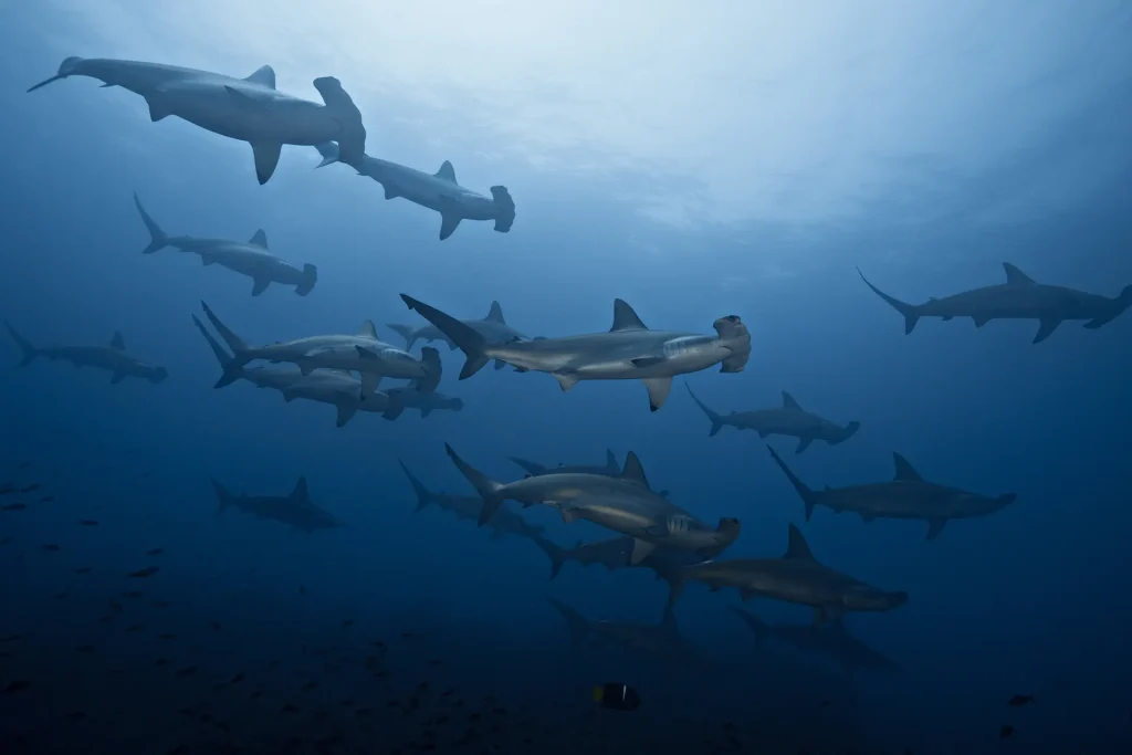 Galapagos islands scuba diving tours