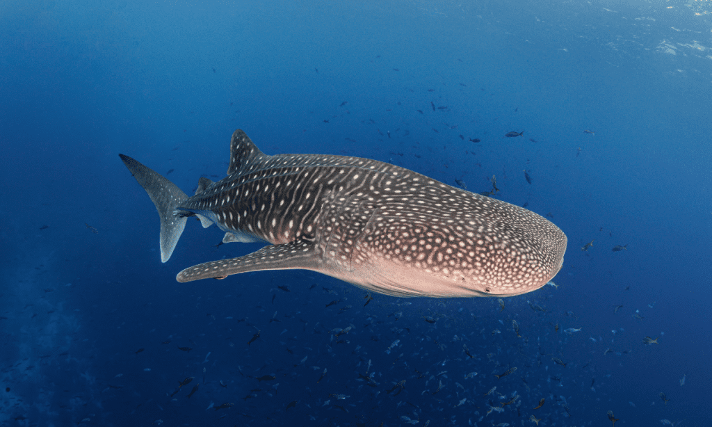 Galapagos water temperature by month for scuba diving