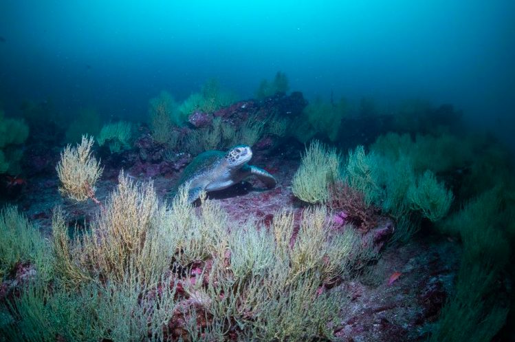 marine and terrestrial biodiversity protection in Galapagos