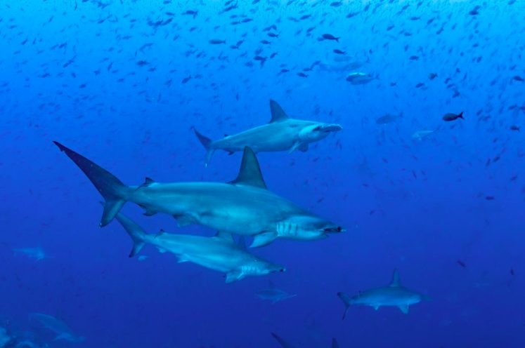 Galapagos conservation partnerships Charles Darwin Foundation funding