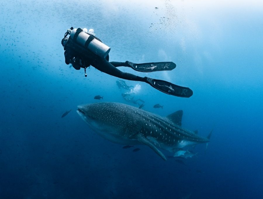 diving with whalesharks