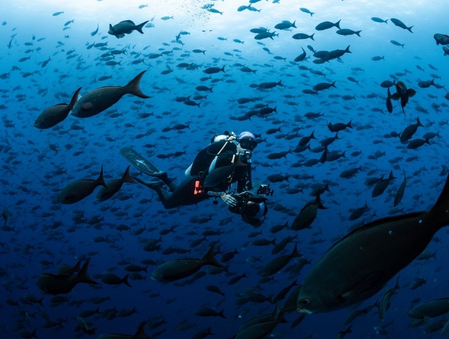 diver in the galapagos