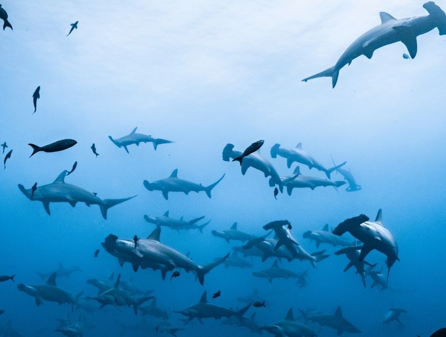 school of hammerhead sharks