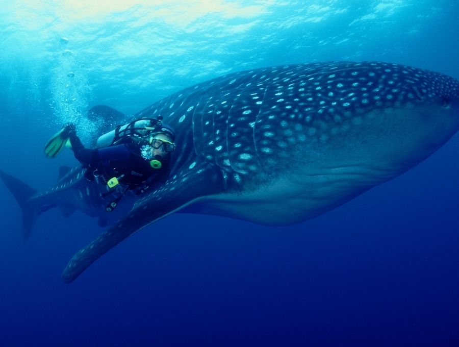 diving with whalesharks galapagos