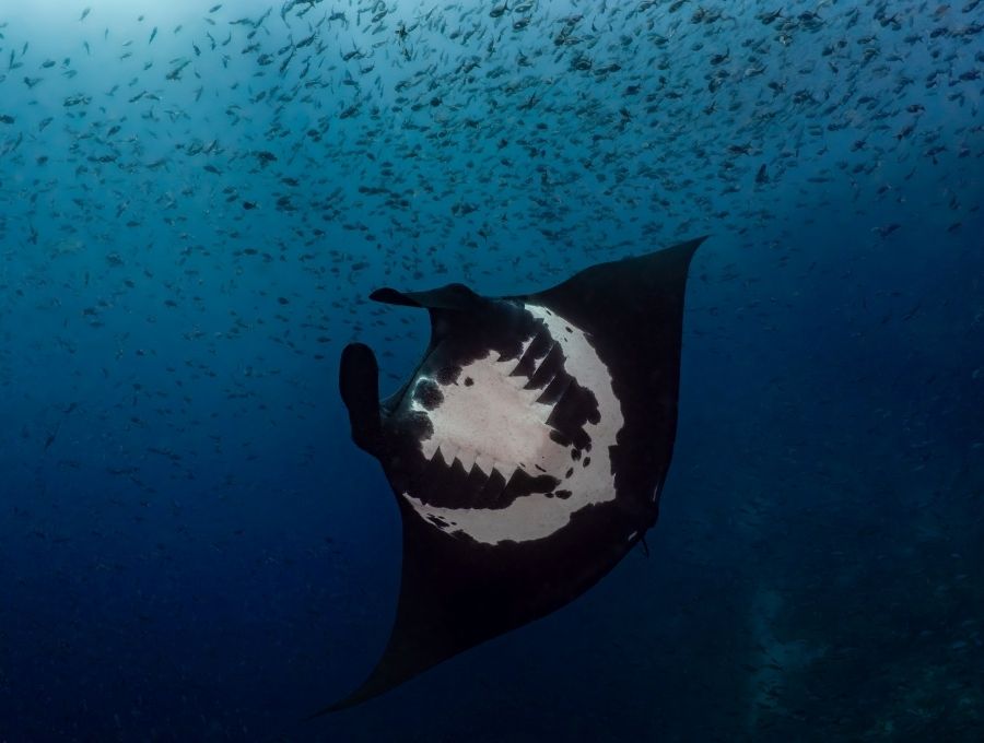 manta rays in the galapagos