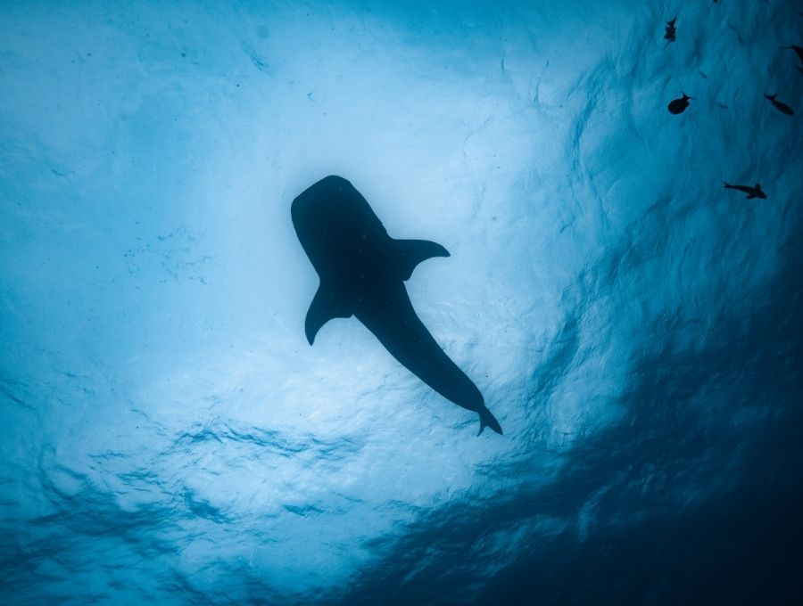 diving with whalesharks