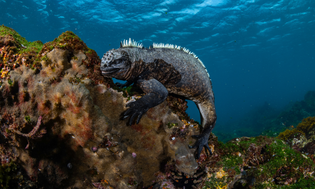 Galapagos Sky liveaboard experience accommodation and diving