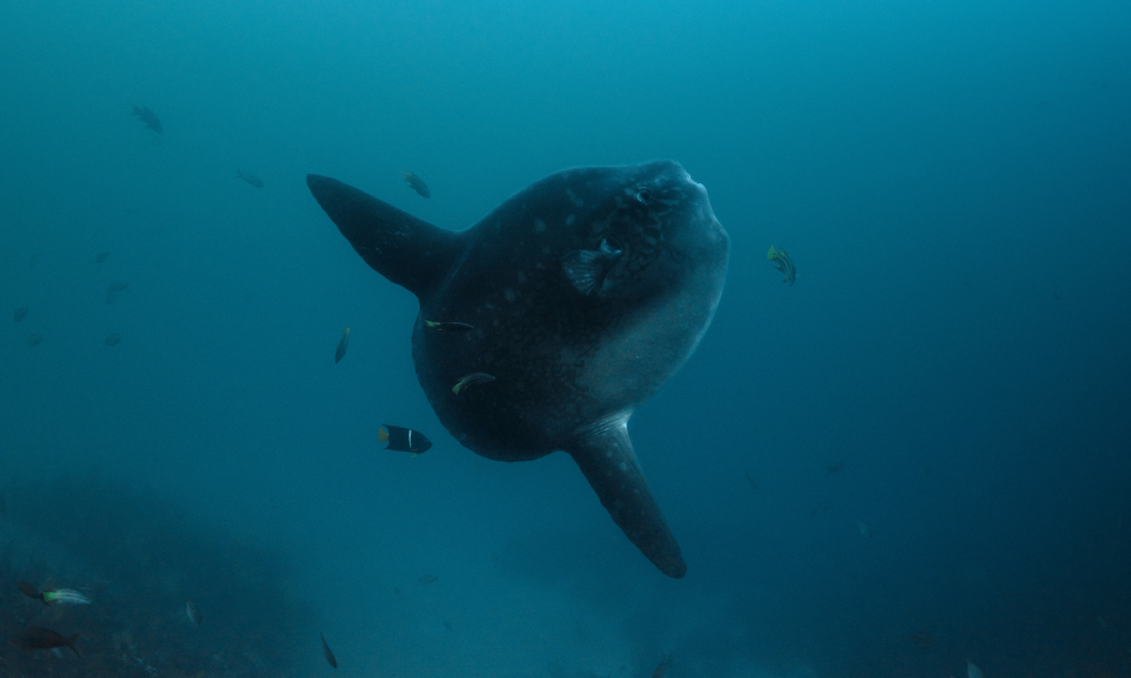 Mola mola in the Galapagos