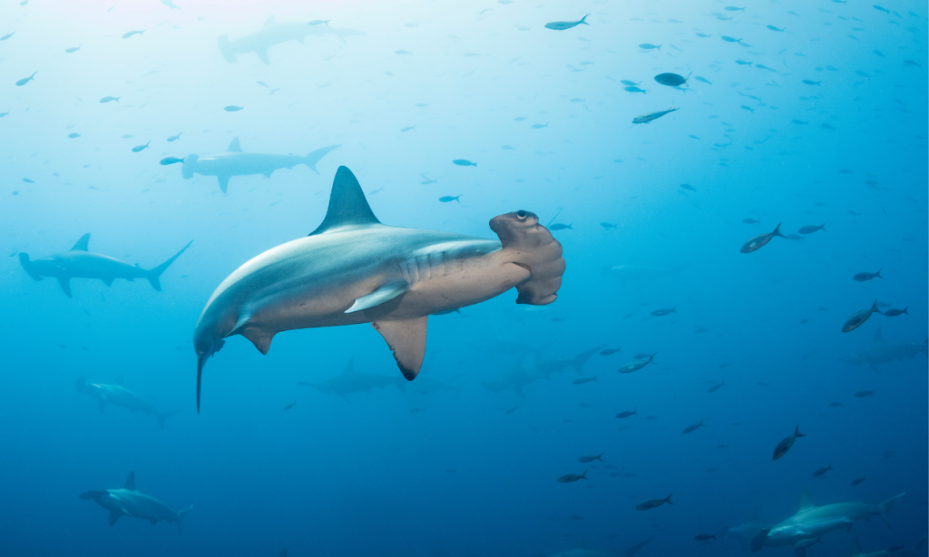 School of hammerhead sharks Galapagos