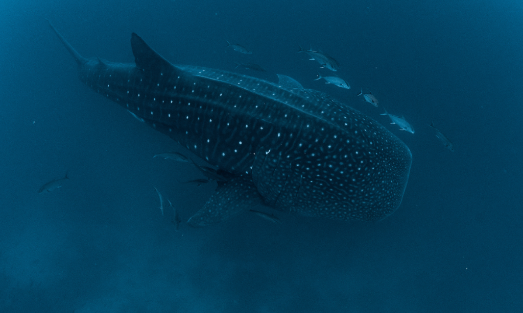 Whale shark in Galapagos