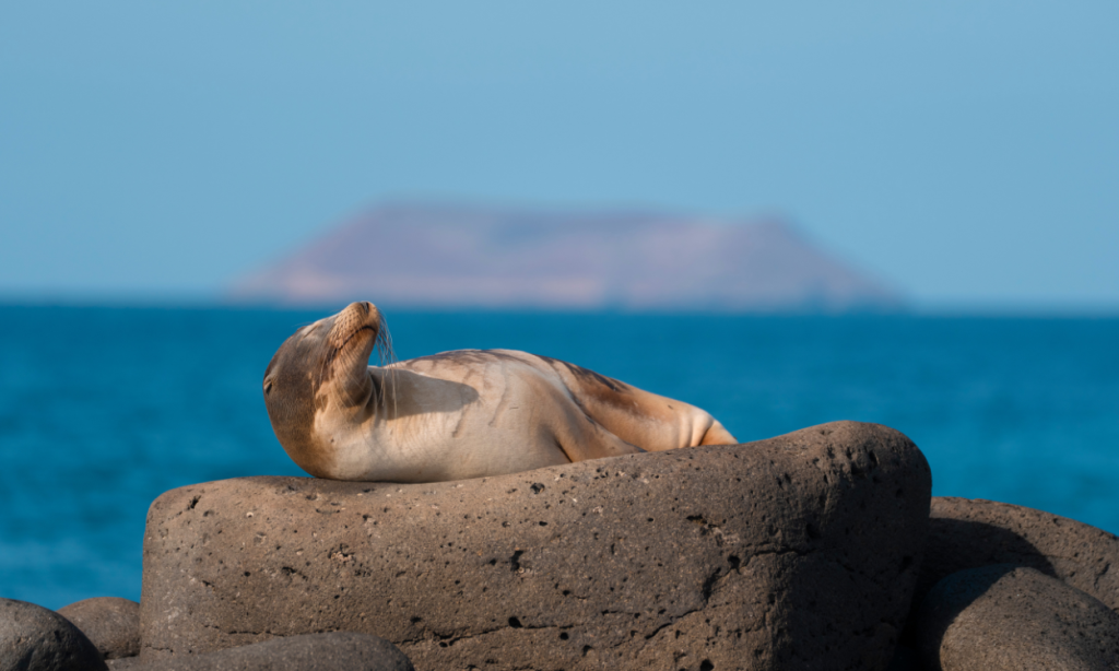 Sea lion sunbathing