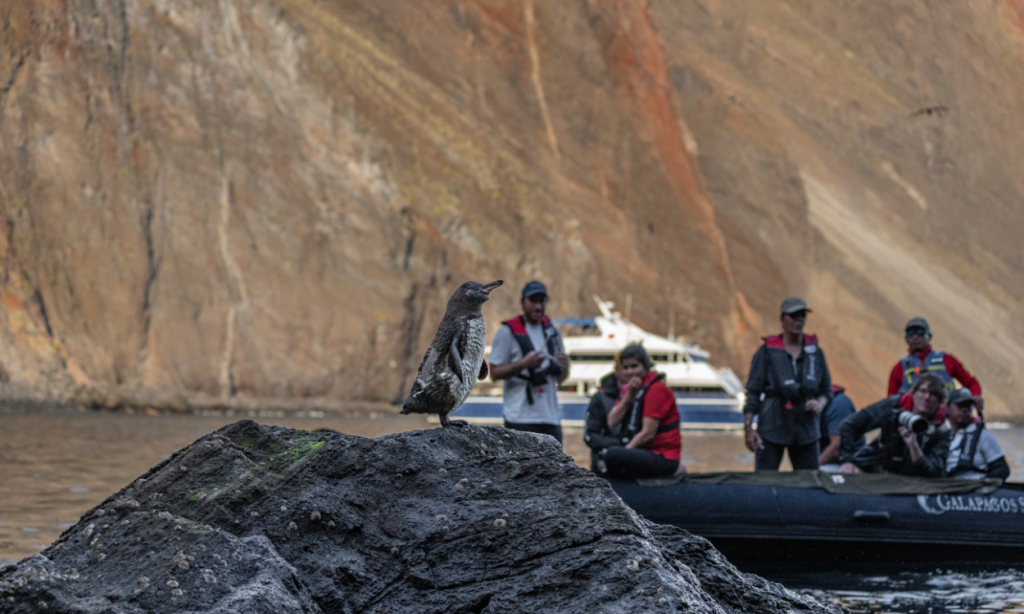 Liveaboard diving Galapagos access Darwin Wolf remote sites