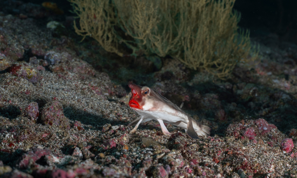 Red lipped bat fish in the Galapagos