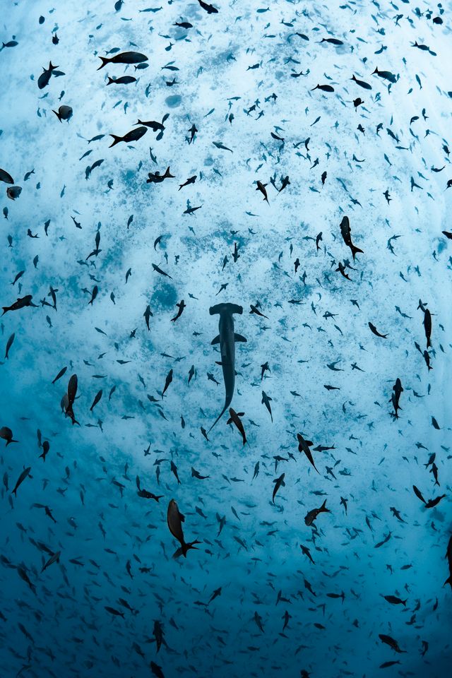 Galapagos liveaboard diving hammerheads Darwin Island