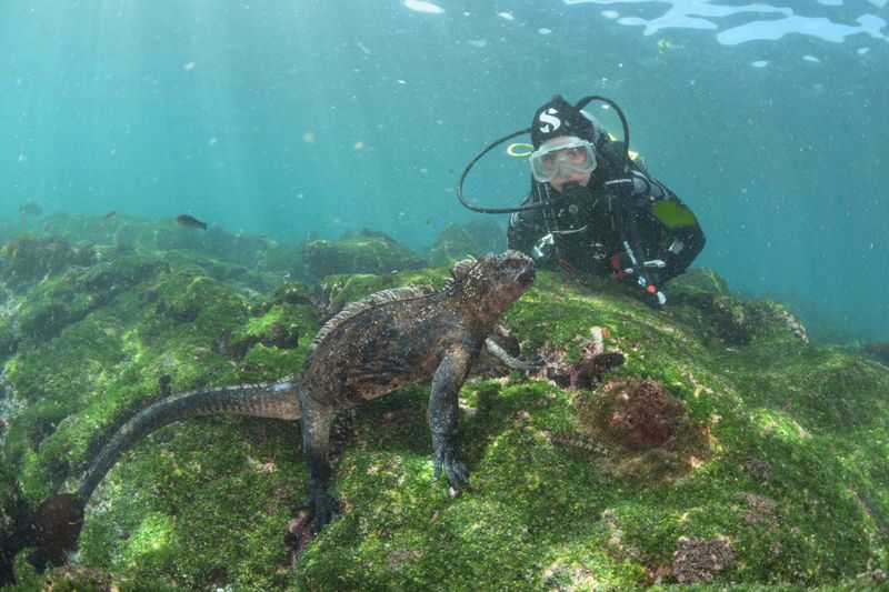 Marine iguanas in Galapagos