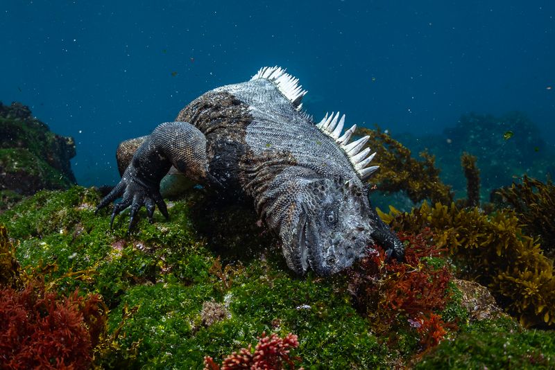 Where to see marine iguanas Española Isabela
