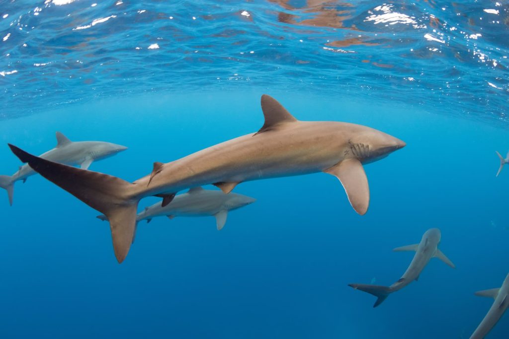 Galapagos sustainable tourism plastic free initiative