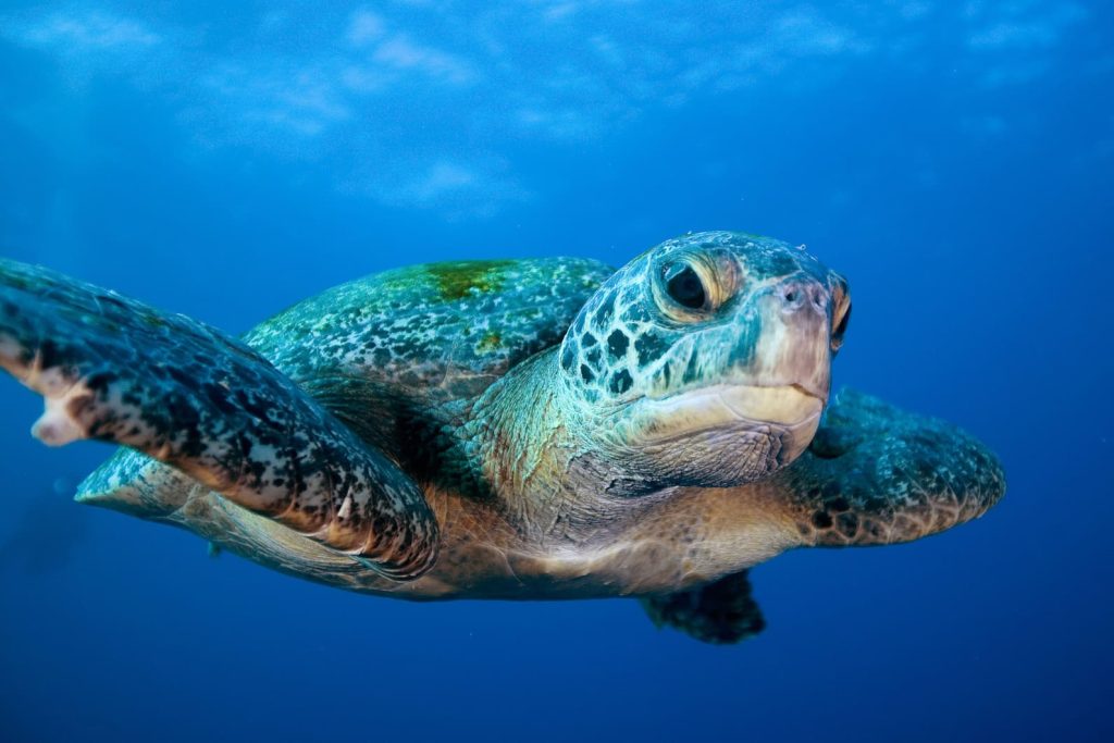 Plastic free July Galapagos