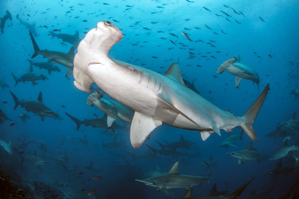 Shark Awareness Day ocean predator conservation