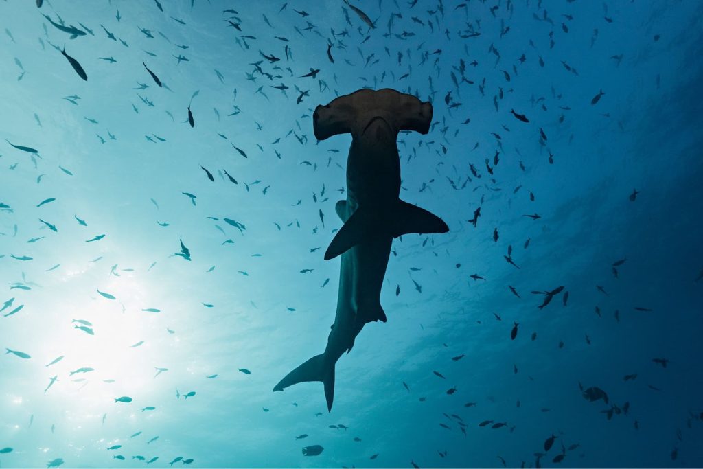 Why sharks matter ocean ecosystem balance