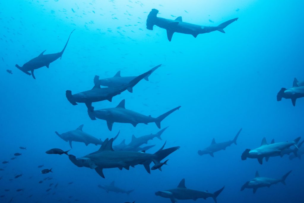 Shark day protecting ocean predators