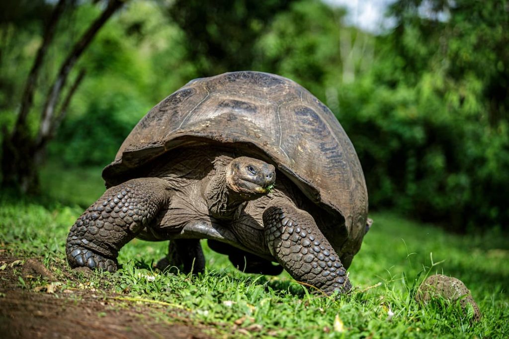 Galapagos Islands ecological threats invasive species