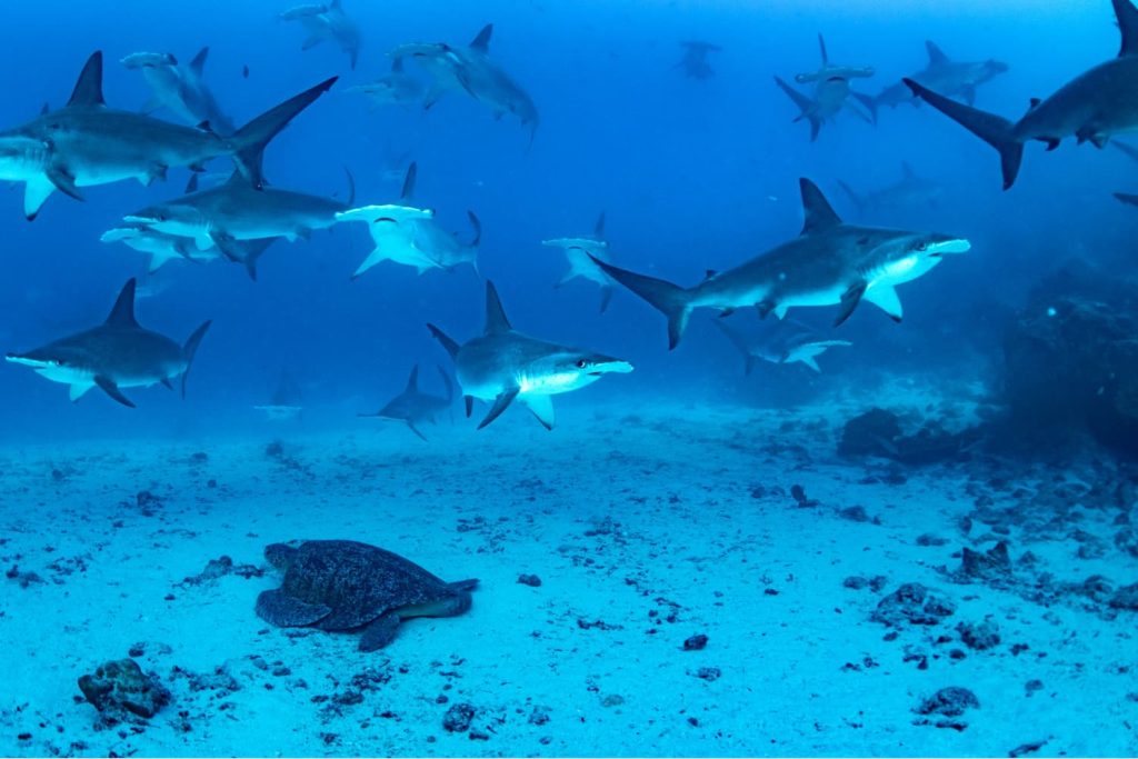 Visitor responsibility Galapagos World Heritage site
