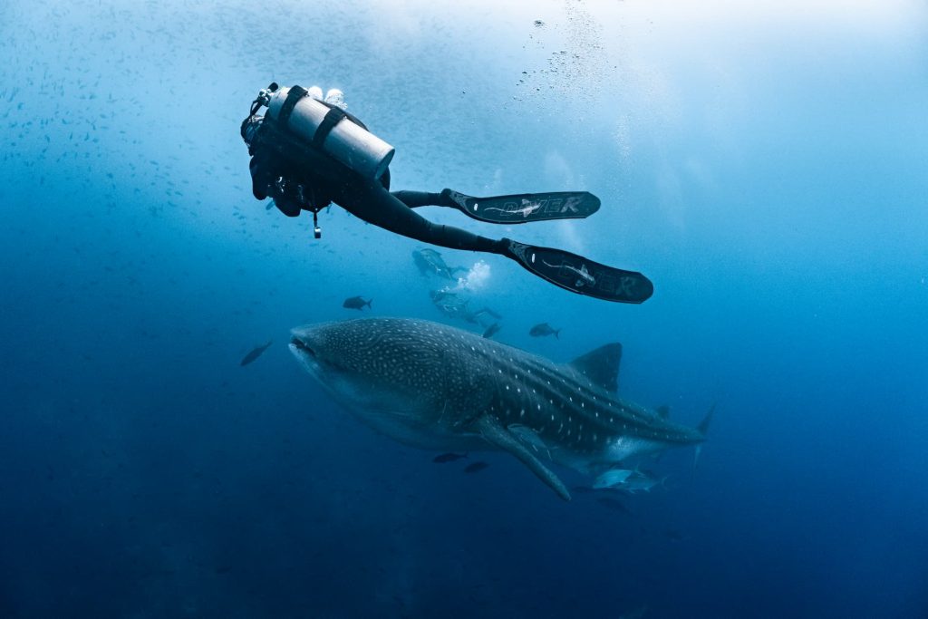 Galapagos dive insurance