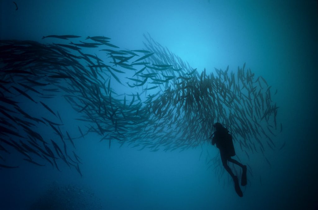 Galapagos marine conservation