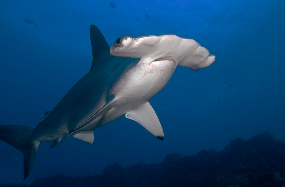Responsible diving Galapagos