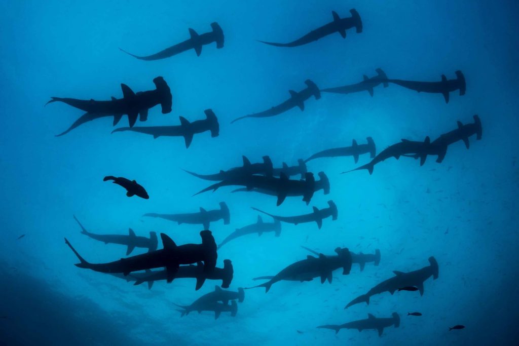 what makes Galapagos diving different from other destinations