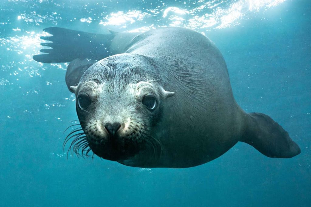 small group Galapagos dive expedition