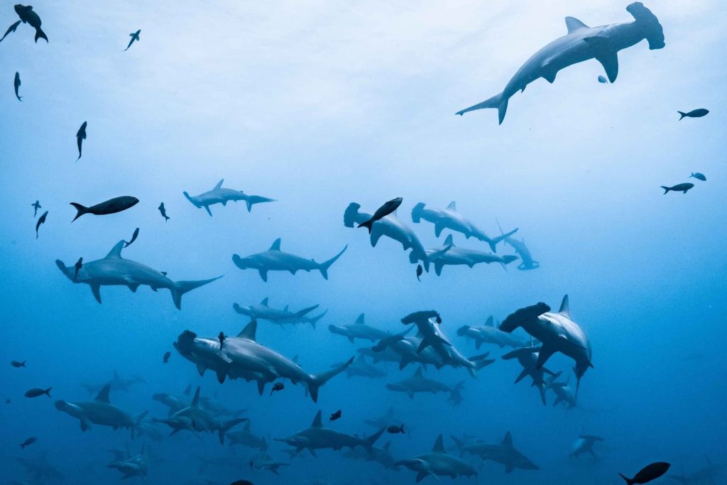 best time to dive Darwin and Wolf