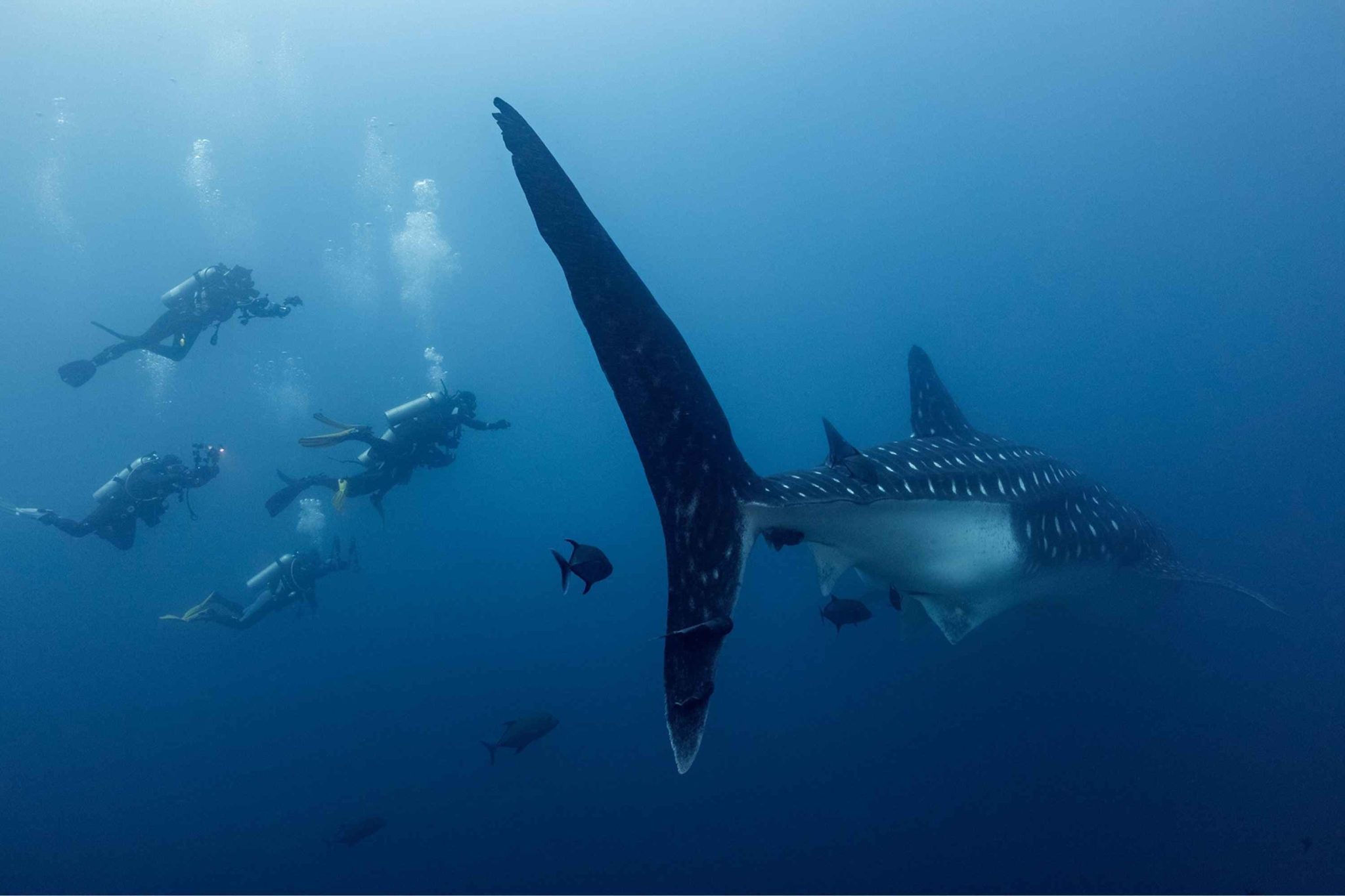 World Wildlife Day in the Galapagos: Species & Diving Guide