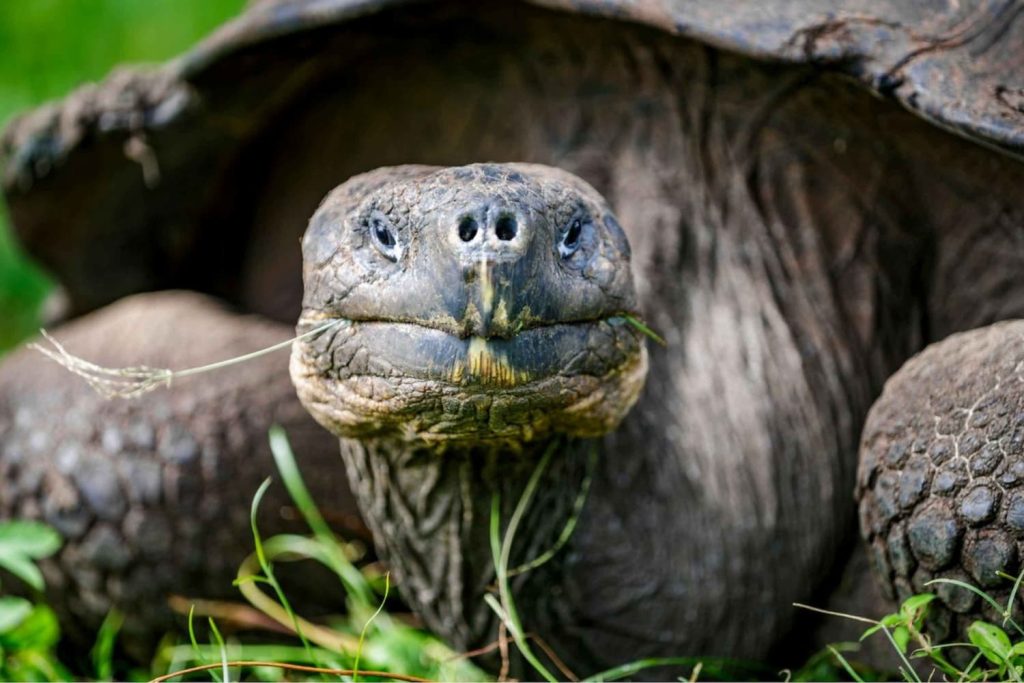 Galapagos giant tortoise