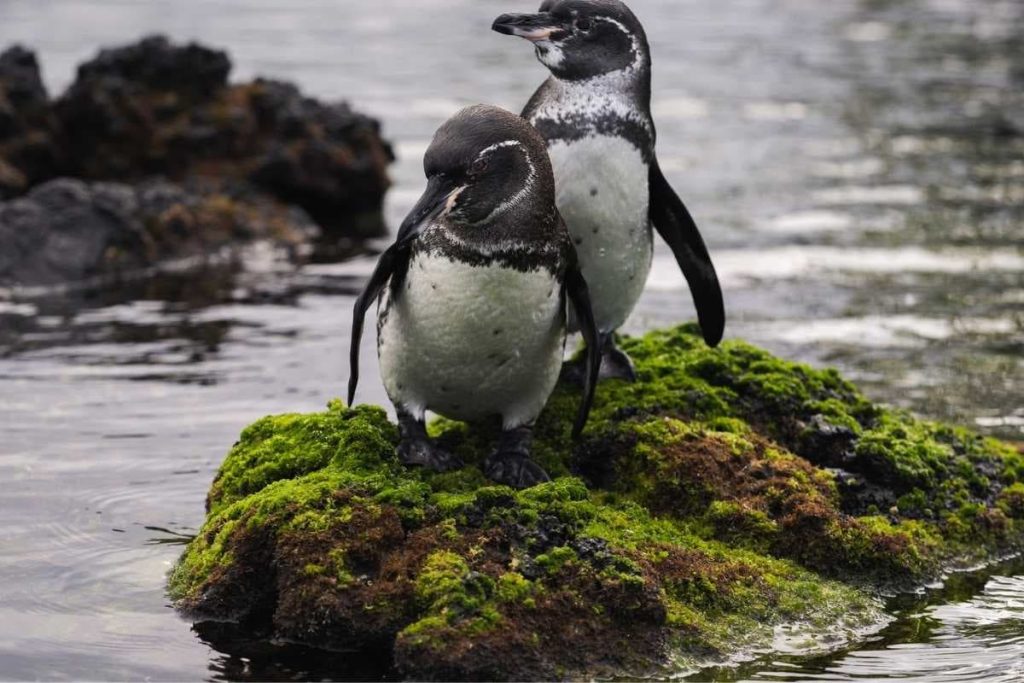Galapagos penguin