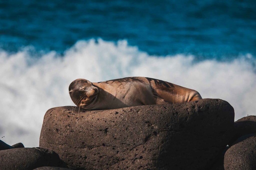 Galapagos sea lion