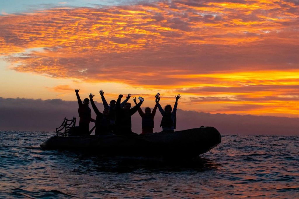 silky sharks Wolf Island